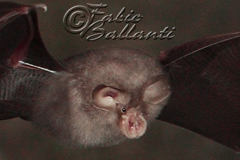 chirotteri in volo
